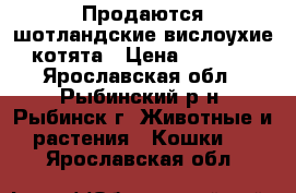 Продаются шотландские вислоухие котята › Цена ­ 5 500 - Ярославская обл., Рыбинский р-н, Рыбинск г. Животные и растения » Кошки   . Ярославская обл.